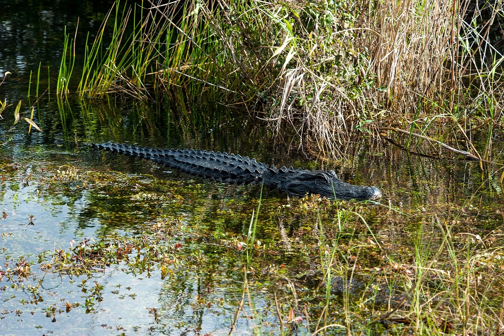 DSC_8843.jpg - Everglades