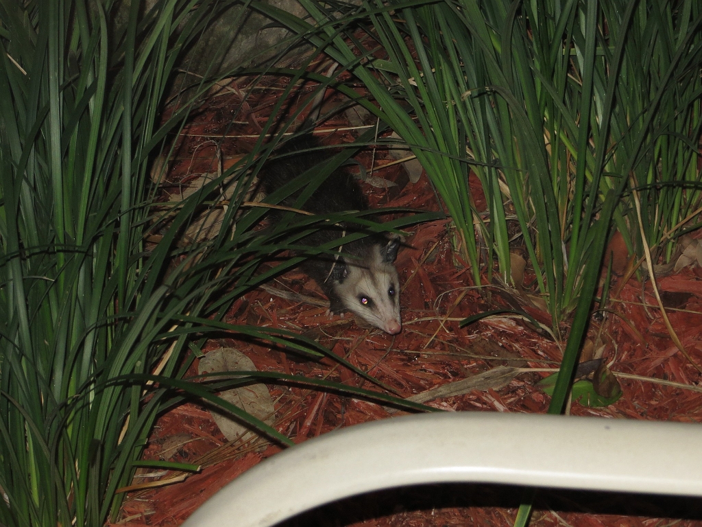 IMG_0044.jpg - Een Opossum