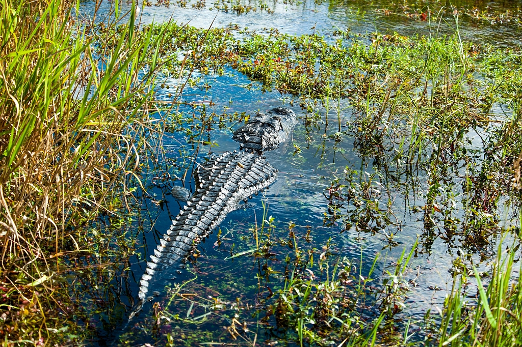 DSC_8842.jpg - Everglades