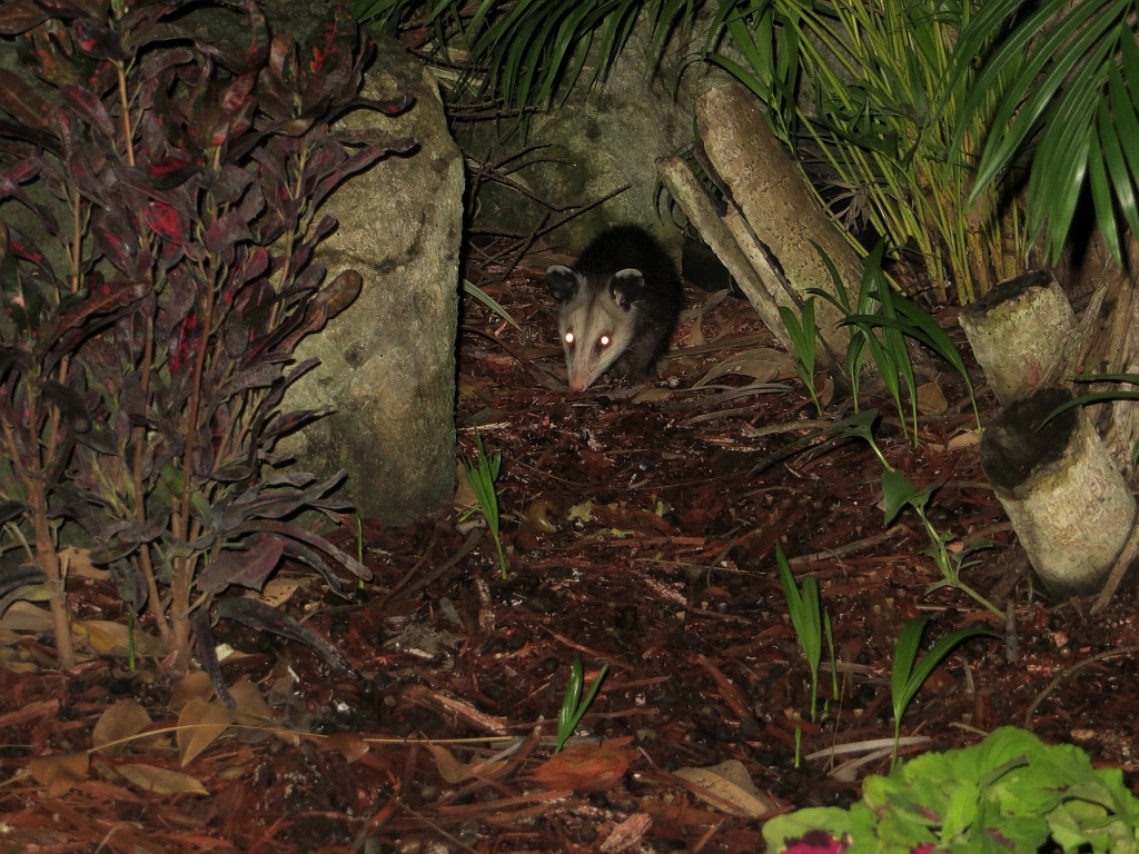 IMG_0035.jpg - Opossum